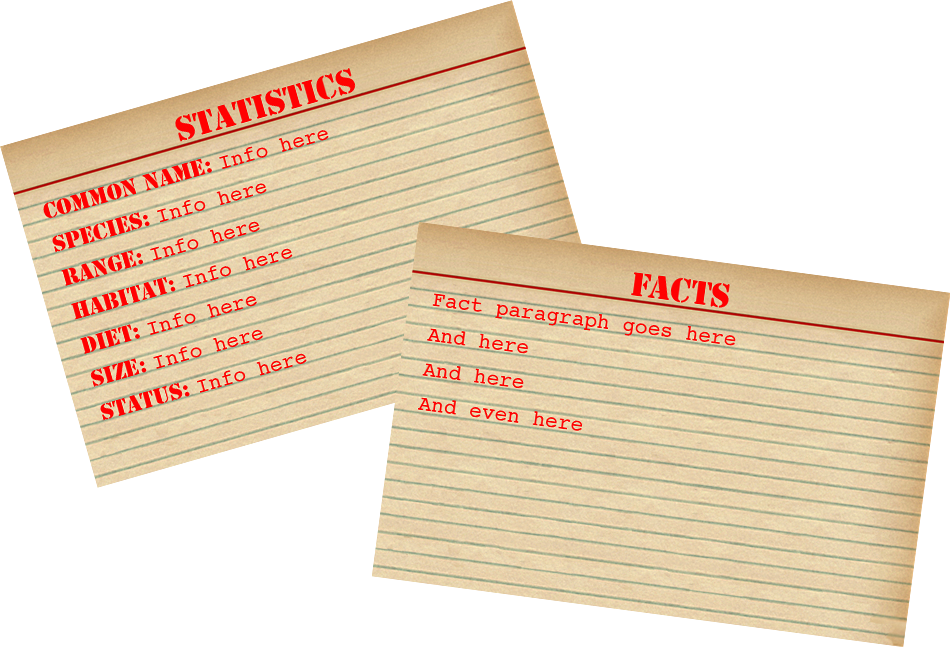 Yellow Belly Stats and Facts