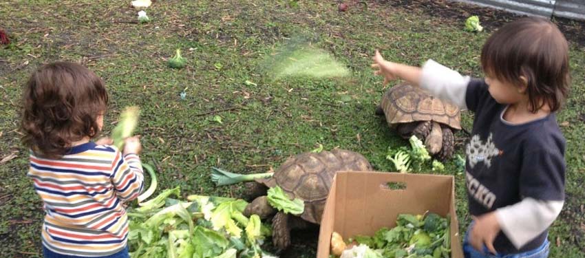 boys and tortoises